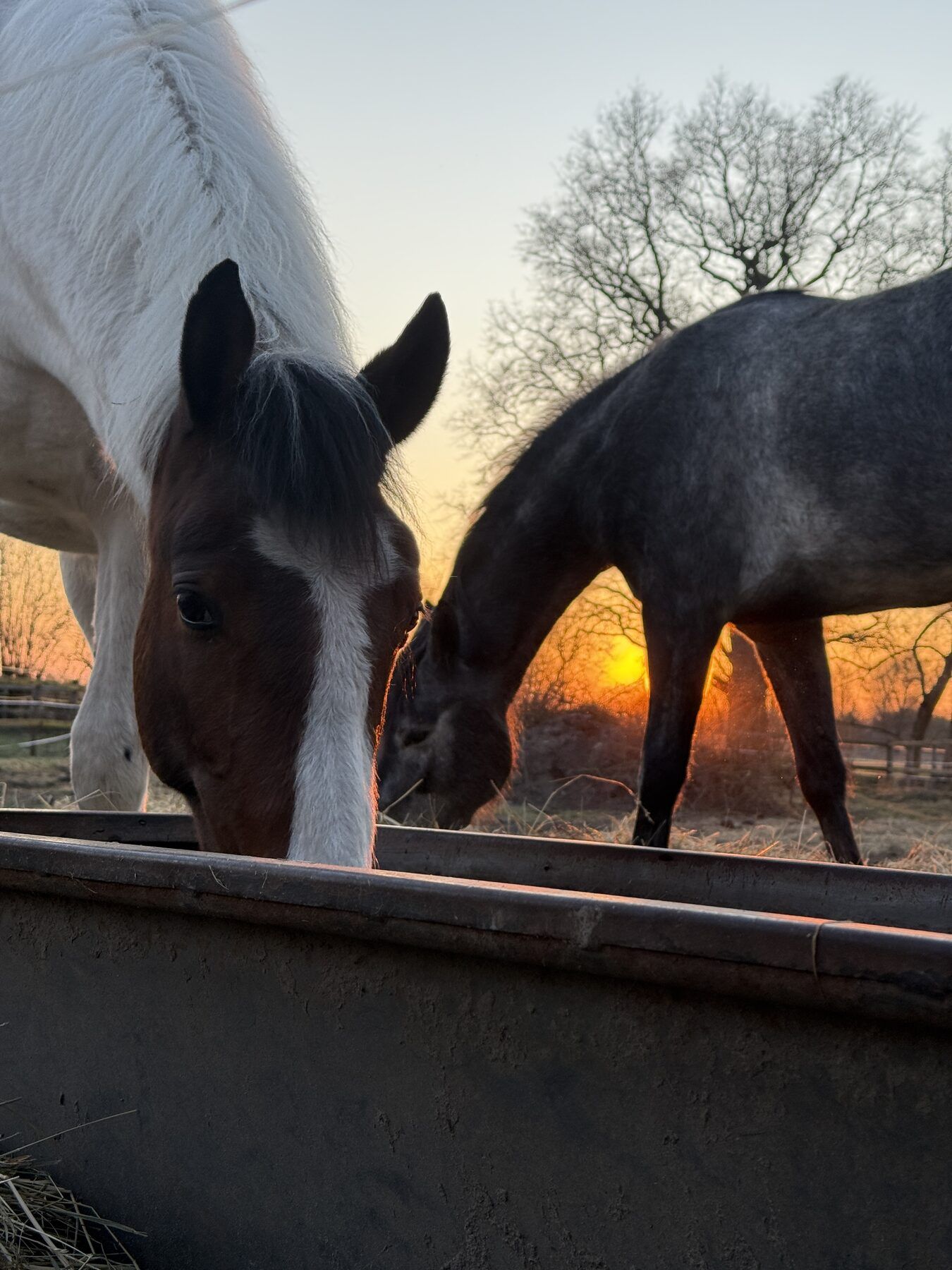 Zwei Pferde am Futtertrog bei Sonnenuntergang
