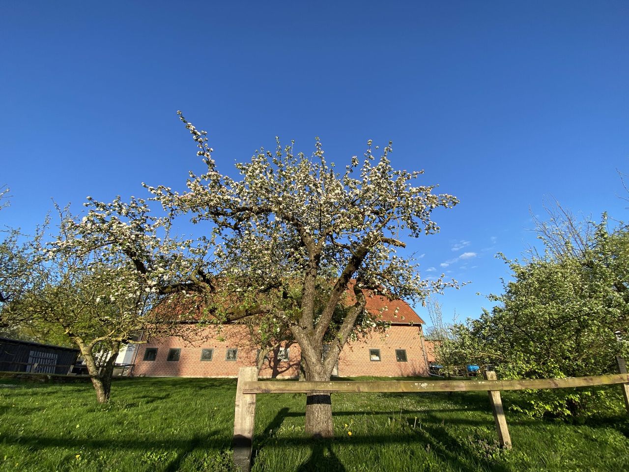 Das traditionelle mecklenburgische Hallenhaus des Pferdehofs Brenz mit blühendem Kirschbaum