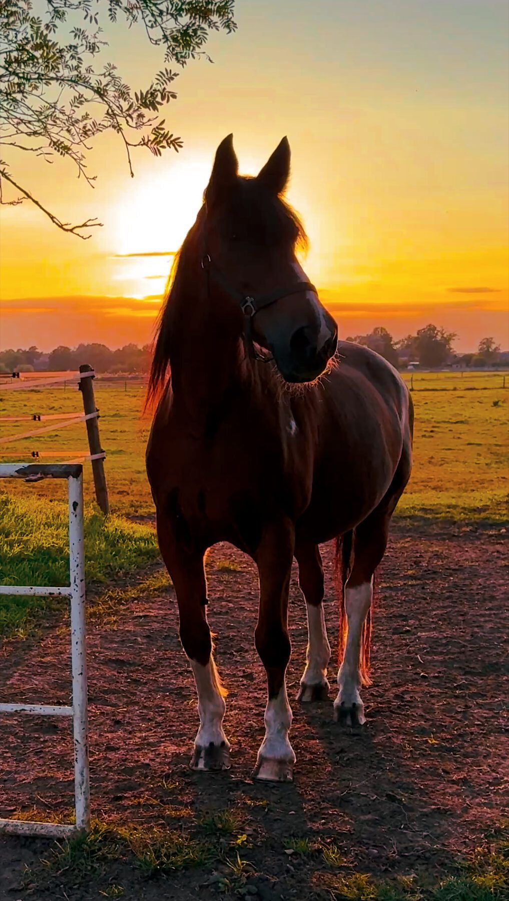 Pferd im Abendlicht auf der Koppel