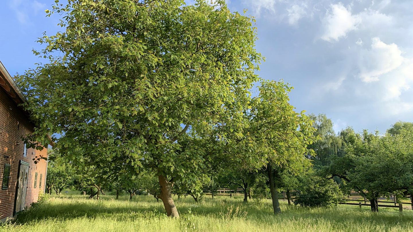Grüner Nussbaum vor der Hofmauer