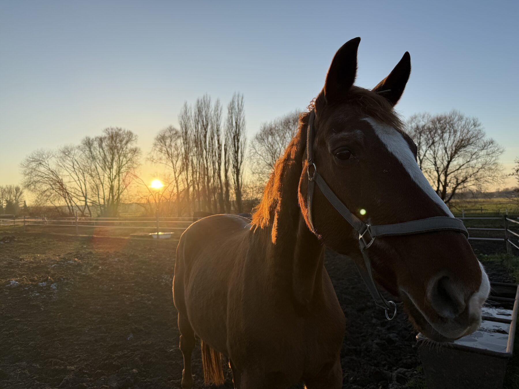 Pferde auf den Wiesen des Pferdehofs Brenz im warmen Abendlicht